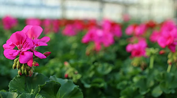 Lila Geranienblüte im Gewächshaus zu verkaufen — Stockfoto