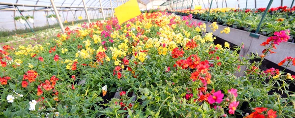 Fiore di geranio in vendita in serra in primavera — Foto Stock