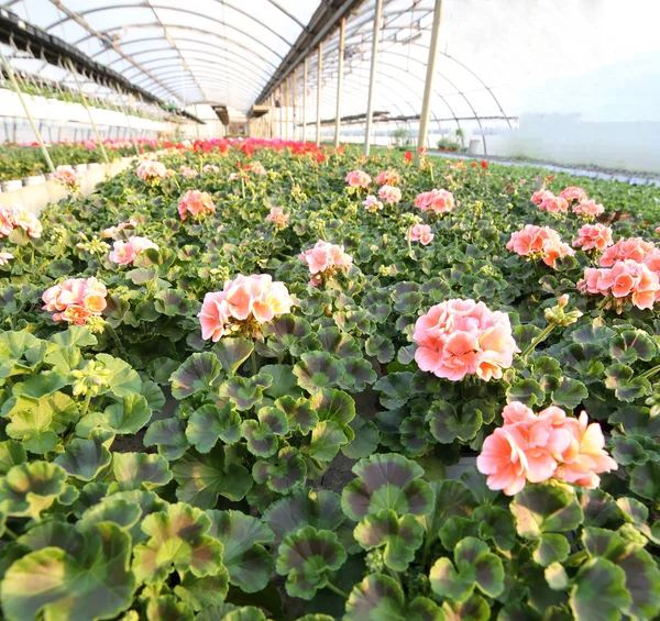 Plantas de gerânio em flor para venda em estufa — Fotografia de Stock