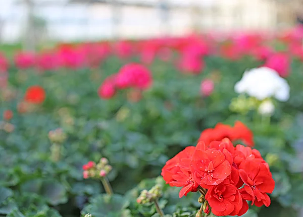 Blommande pelargon plantor till salu i växthuset under våren — Stockfoto