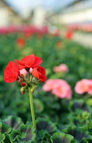 Röd pelargon plantor till salu i växthuset — Stockfoto