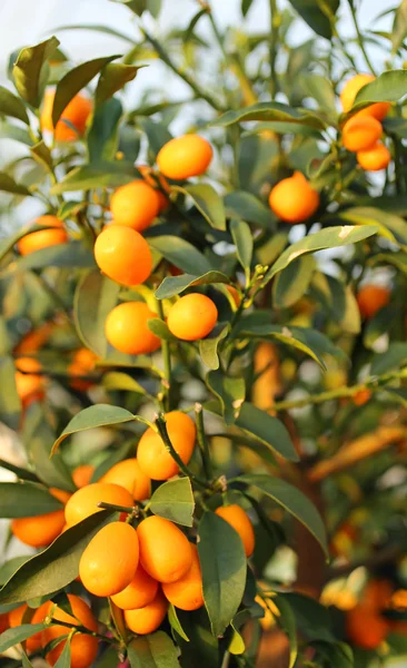 Кумкват апельсиновые фрукты, свисающие с мачты сада — стоковое фото