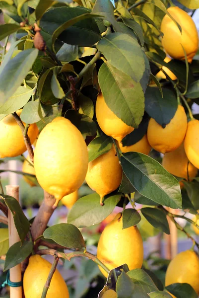 Спелые лимоны на дереве сада — стоковое фото
