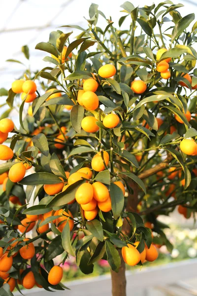 Kumquat fruit on the tree in the Orchard — Stock Photo, Image