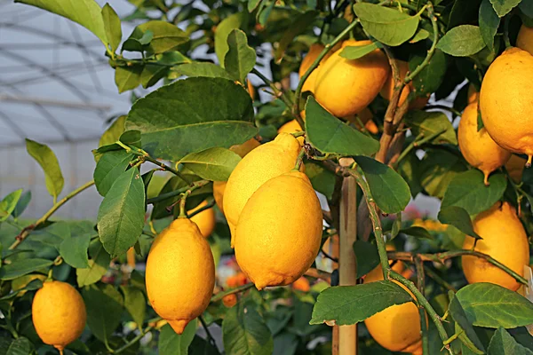 Żółty cytryny w drzewie sadu ciepych ko — Zdjęcie stockowe