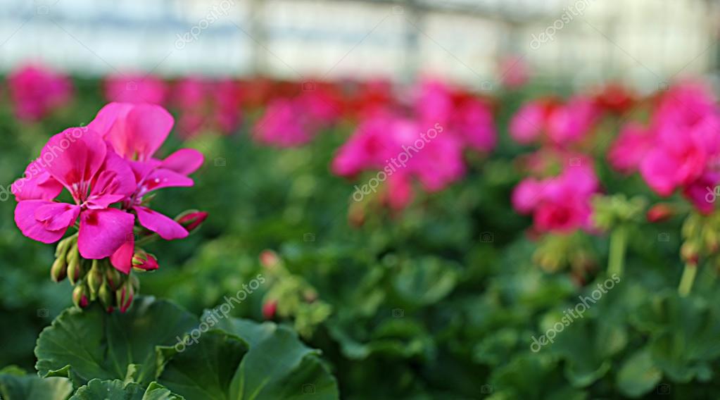 Purple geranium flower for sale in the greenhouse — Stock Photo