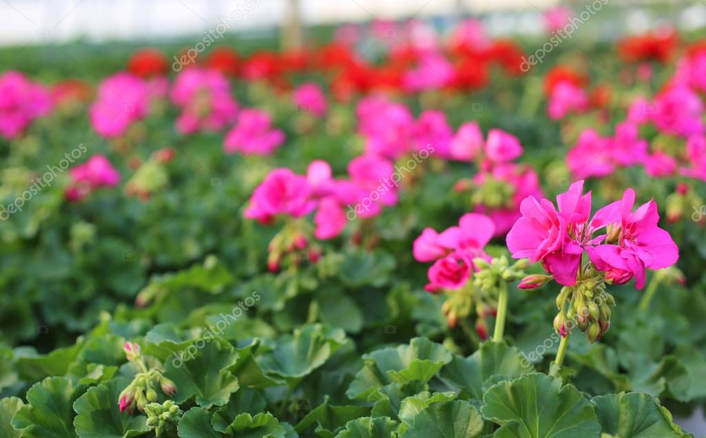 Blooming geranium plants for sale in the greenhouse — Stock Photo © ChiccoDodiFC 67416865