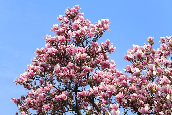 Magnolia ανθίζουν τα άνθη λουλουδιών στο δέντρο την άνοιξη — Φωτογραφία Αρχείου
