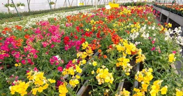 Blommande blommor till salu i växthuset — Stockfoto