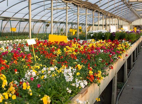 Flores para venda na estufa na primavera — Fotografia de Stock