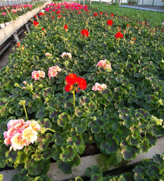 Piante di geranio rosso in vendita in serra in primavera — Foto Stock