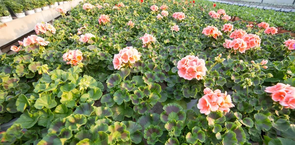 Rosa geranium plantor till salu i växthuset — Stockfoto