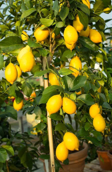 Желтые лимоны на дереве с зелеными листьями — стоковое фото
