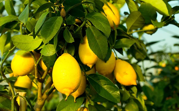 Желтые спелые лимоны на дереве с листьями — стоковое фото