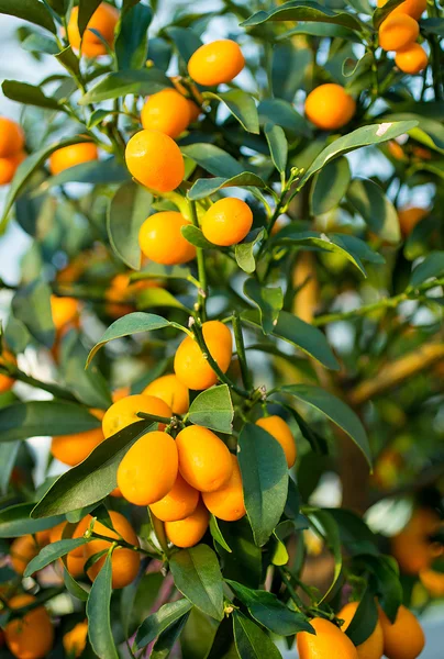 Kumquat ovoce na stromě v sadu — Stock fotografie