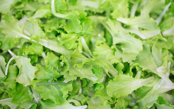 Gröna friska blad sallad säljs från livsmedelsbutiker — Stockfoto