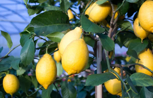 Yellow ripe lemons hung on the tree in Palermo — Stock Photo, Image