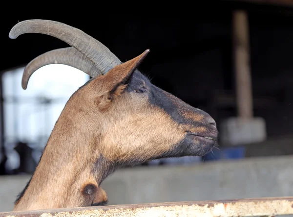 Goat with long horns in animal farm — Stock Photo, Image