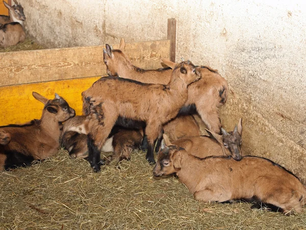 Τα νεογέννητα παιδιά με μικρό κέρατα στα φάρμα των ζώων — Φωτογραφία Αρχείου