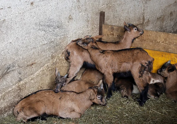 Novorozené děti s malými rohy v Farma zvířat — Stock fotografie