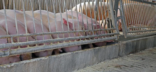 Muchos cerdos en la pocilga comen en el Peligro —  Fotos de Stock