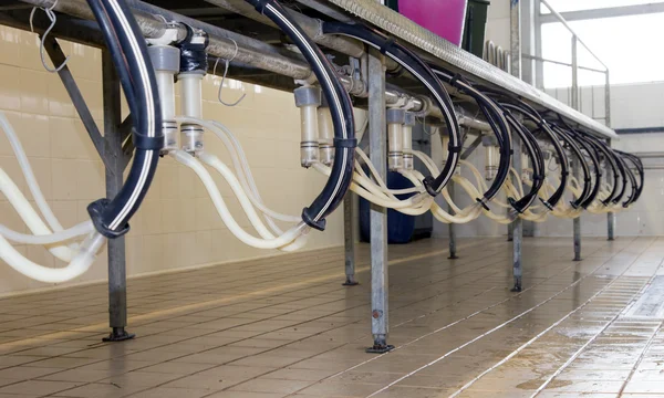 Room technology for milking of sheep and goats on the farm — Stock Photo, Image