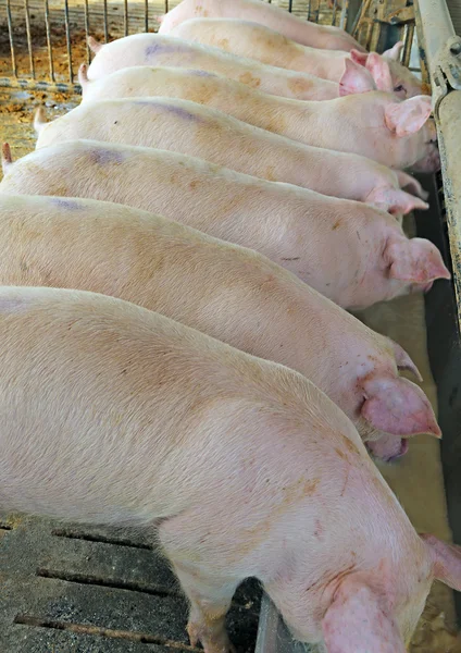 Muitos porcos na pocilga comem no Manger — Fotografia de Stock