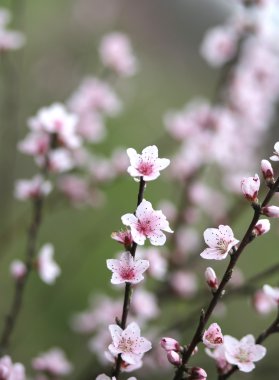 narin ve güzel pembe şeftali çiçekleri