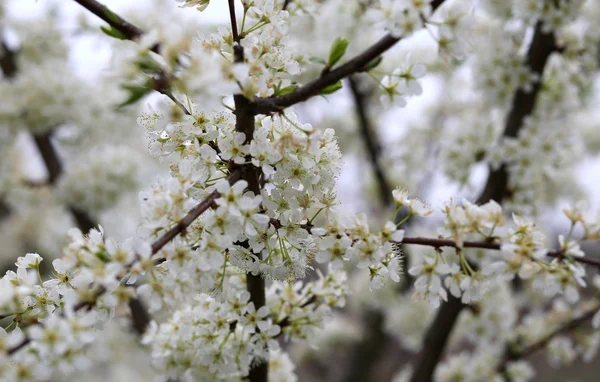 Delicati fiori bianchi del ciliegio — Foto Stock