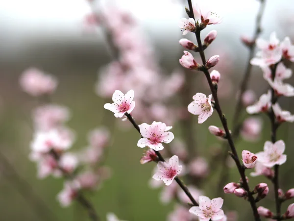 Narin ve güzel pembe şeftali çiçekleri — Stok fotoğraf