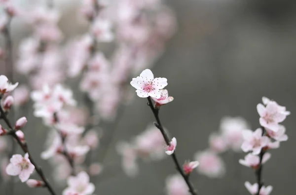 Delicadas flores rosa da árvore de pêssego — Fotografia de Stock