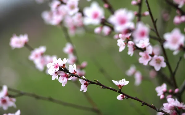 Zarte und duftende rosa Blüten des Pfirsichbaums — Stockfoto