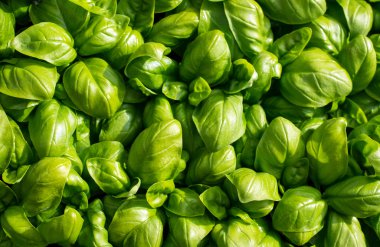 birbirine yakın tüm yeşil aromatik Akdeniz fesleğen yaprağı