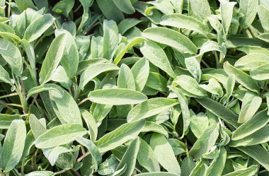 Sera içinde Satılık adaçayı yeşil