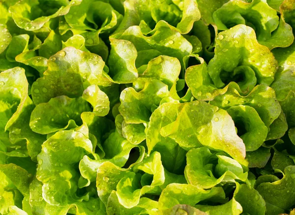 Achtergrond van verse bladeren groene salades in de tuin — Stockfoto