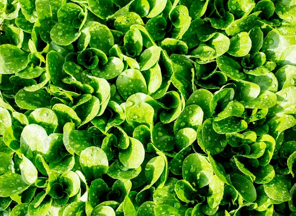 Groene bladeren salade in de tuin van het huis Tuin — Stockfoto