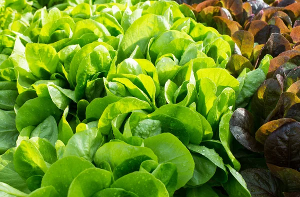 Много свежих листьев салат в саду — стоковое фото