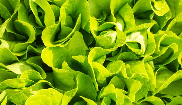 Prachtige verse bladeren groene salades in de tuin voor het huis ga — Stockfoto