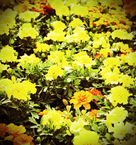 Grand champ de fleurs jaunes au printemps — Photo