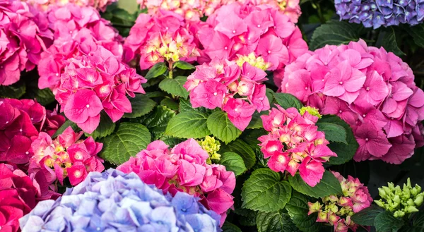 Big pink and cyan hortensia in greenhouse — Stock Photo, Image