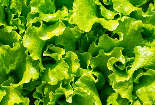 Verse bladeren groene salades in de tuin van het huis Tuin — Stockfoto