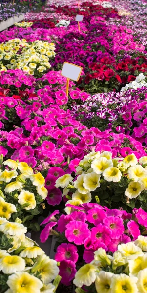 Fond Pétunias roses ou potunia dans la grande serre — Photo