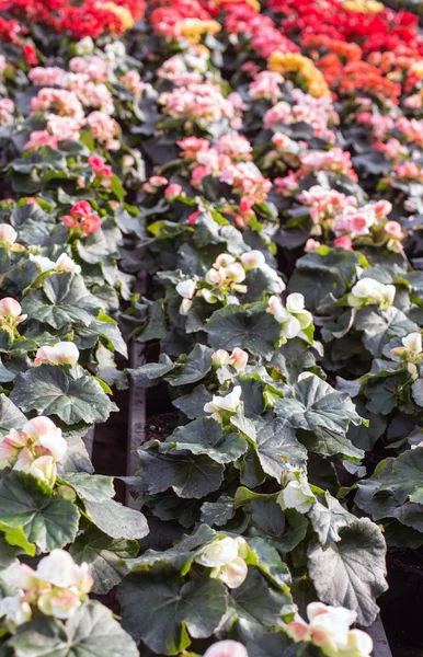Växter och blommor att sälja i växthus på våren — Stockfoto