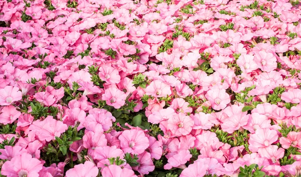 Hintergrund rosa Petunien im großen Gewächshaus — Stockfoto