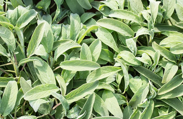 Sera içinde Satılık adaçayı yeşil