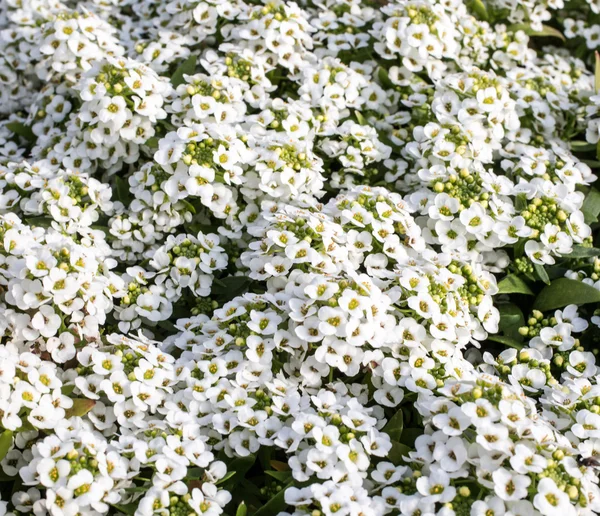 Białe kwiaty Lobularia maritima lub Alyssum nadmorski — Zdjęcie stockowe