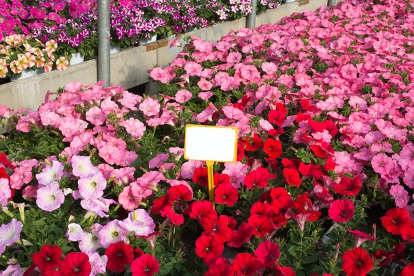 Rosa och röda petunior i stora växthuset — Stockfoto