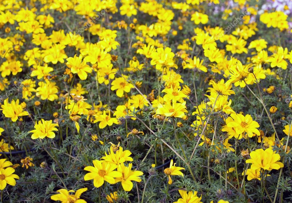 Yellow flowers called Bidens in spring — Stock Photo © ChiccoDodiFC