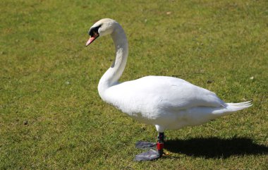 Beyaz Kuğu'nun ortasında yeşil çim korkulu