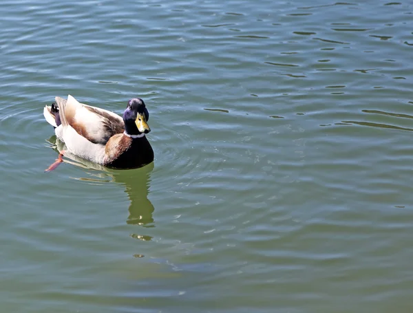 Duck that swims in the lake water — Stock Photo, Image